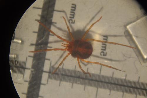 Réf. 316 214 : Erythraeus sp.